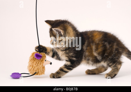 Huit semaines kitten Playing with toy Banque D'Images