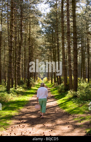 Femme marche à travers la forêt de Thetford, Norfolk, UK Banque D'Images