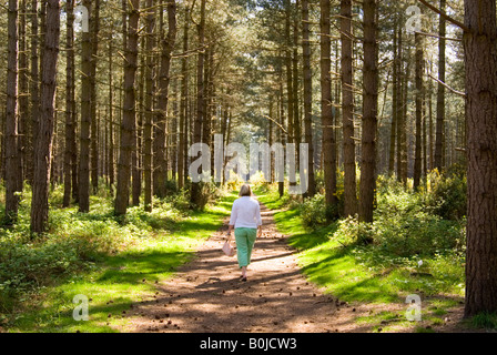 Femme marche à travers la forêt de Thetford, Norfolk, UK Banque D'Images