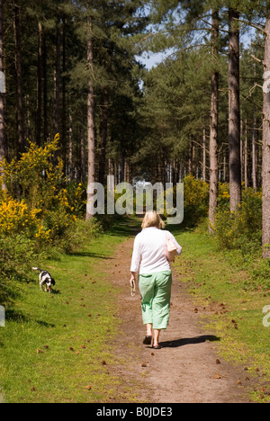 Woman Walking Dog à travers la forêt de Thetford, Norfolk, UK Banque D'Images