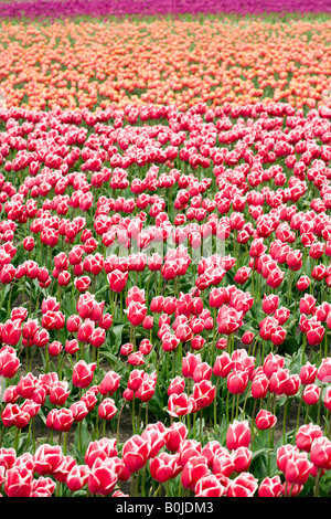 Multcolored sans fin de champ de tulipes aux Pays-Bas Banque D'Images