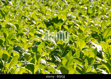 Vue rapprochée d'une plantation de tabac Banque D'Images