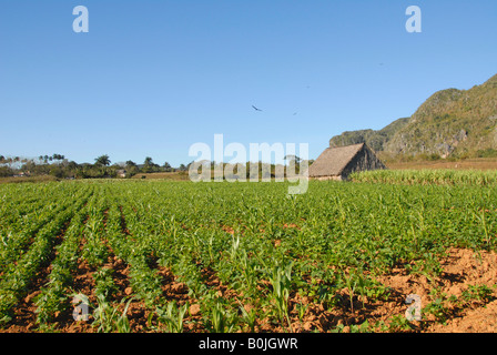 Plantation de tabac valle de vinales cuba Banque D'Images