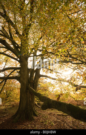 Hêtre Fagus sylvatica arbre antique Forêt de Dean, Gloucestershire, Royaume-Uni Banque D'Images