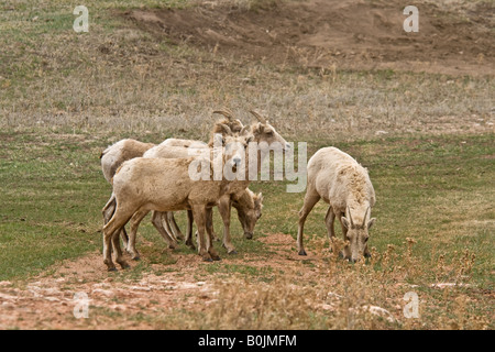 Un petit troupeau de mouflons (Ovis canadensis) Brebis paissant dans Custer State Park Banque D'Images