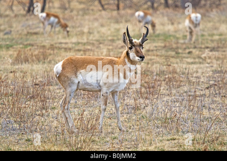 Buck l'Antilope d'Amérique (Antilocapra americana) dans Custer State Park dans les Black Hills du Dakota du Sud, avec en arrière-plan du troupeau Banque D'Images