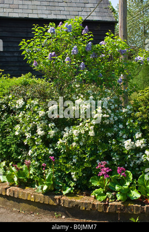 Petit jardin anglais avec lilac choisya et Parthenocissus en mai Banque D'Images