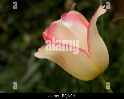 Tulipe simple Banque D'Images