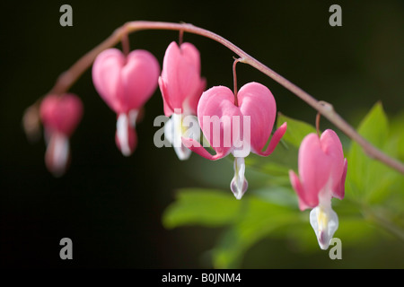 'Âmes sensibles' Dicentra spectabilis Banque D'Images