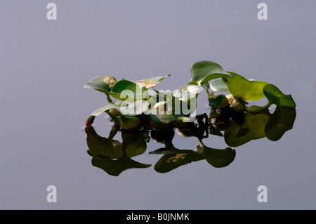 La jacinthe d'eau Eichhornia crassipes flottant sur le lac Yangcheng réflexions avec la Chine Banque D'Images