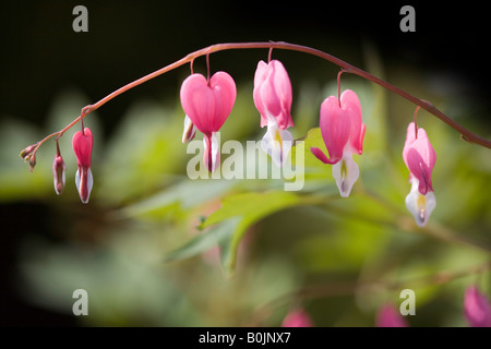 Coeurs sensibles Dicentra spectabilis Banque D'Images