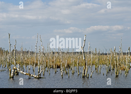 Freistatter Moor, Basse-Saxe, Allemagne. Banque D'Images