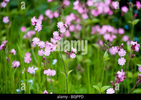 Campion croissant dans une clairière ensoleillée sur le sol forestier Banque D'Images