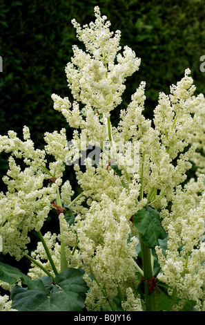 Fleurs de la rhubarbe Banque D'Images