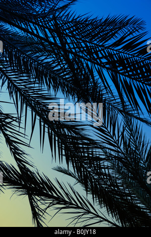 Feuilles de palmier silhouetté contre le ciel bleu Banque D'Images