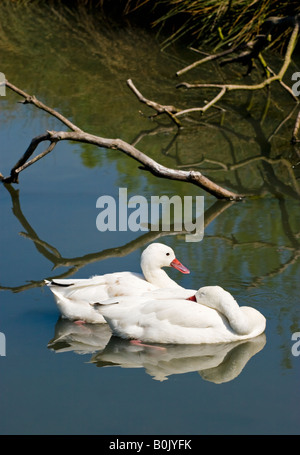 Coscoroba Swans (Coscoroba coscoroba), London Wetland Centre, Barnes, Londres, Angleterre, Royaume-Uni Banque D'Images