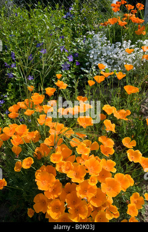 Pavot de californie Eschscholzia californica - - et Vinca, sud-Touraine, France. Banque D'Images