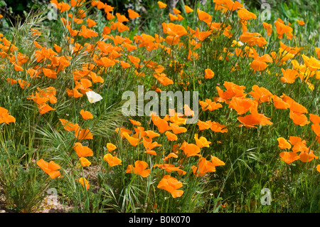 Pavot de californie Eschscholzia californica - - et Vinca, sud-Touraine, France. Banque D'Images