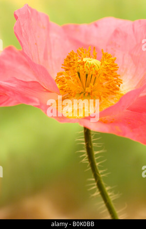 Islande rose coquelicot avec fond vert doux Banque D'Images