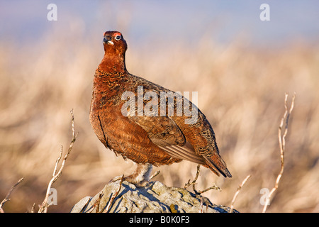 Lagopède des saules mâle en plumage nuptial se tenant sur un rocher. Banque D'Images