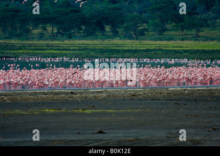 Des flamants roses AU LAC NAKURU Banque D'Images