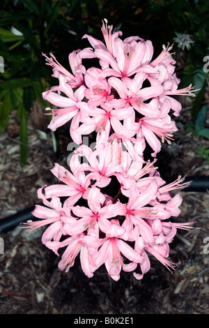 Jonathan Cerrada-mon Paradis rose/Nerina/Guernsey Lily -Jonathan Cerrada-mon Paradis sarniensis -famille des Amaryllidacées Banque D'Images