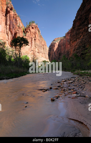 Zion National Park près de Springdale Utah - voir la Vierge de rivière le long du chemin de randonnée Banque D'Images