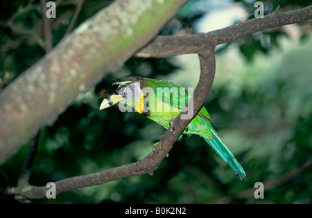 Portrait d'un incendie à touffeter Barbet Psilopogon pyrolophus un oiseau résident commun du Sud-est asiatique Banque D'Images