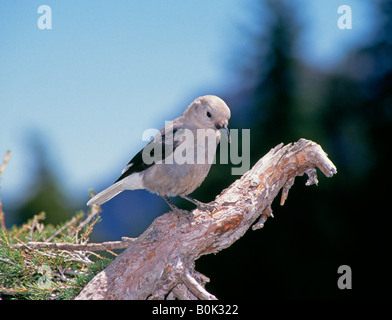 Détail d'un Clark s Casse-noisette Nucifraga columbiana perché sur une branche au-dessus du lac Banque D'Images