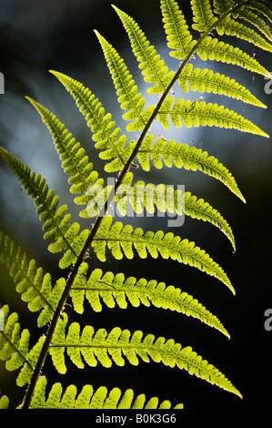 Pteridium aquilinum. Bracken, fern leaf pattern dans la campagne anglaise Banque D'Images