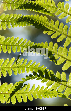Pteridium aquilinum. Bracken, fern leaf pattern dans la campagne anglaise Banque D'Images