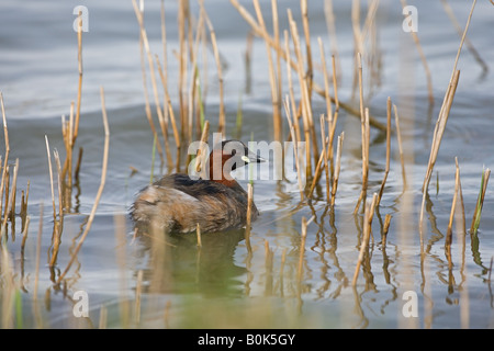 Grèbe castagneux Tachybaptus ruficollis à Claj Norfolk Banque D'Images