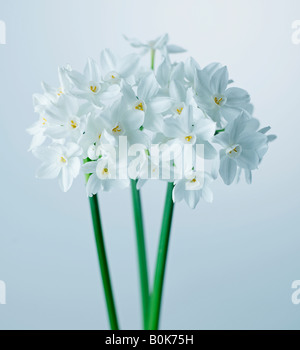 Les fleurs blanches Banque D'Images