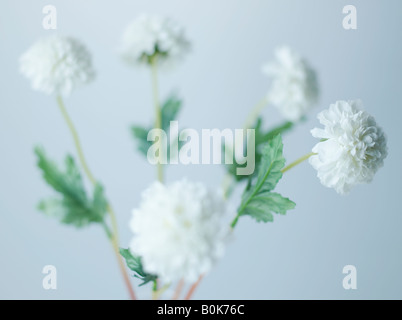 Fleurs blanches Banque D'Images