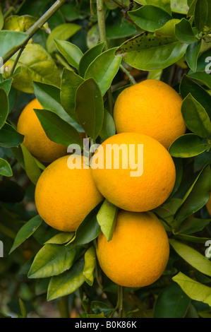 Libre d'oranges sur les arbres dans un verger près de Haines City en Floride USA Banque D'Images