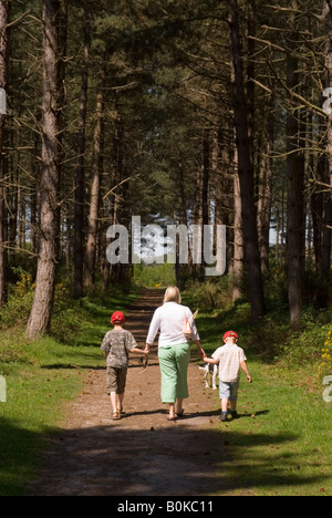 Balades en famille à travers la forêt de Thetford, Norfolk, UK Banque D'Images