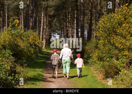 Balades en famille à travers la forêt de Thetford, Norfolk, UK Banque D'Images