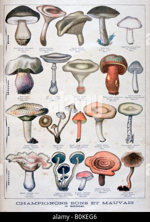 Bons et mauvais champignons, 1896. Artiste : Inconnu Banque D'Images