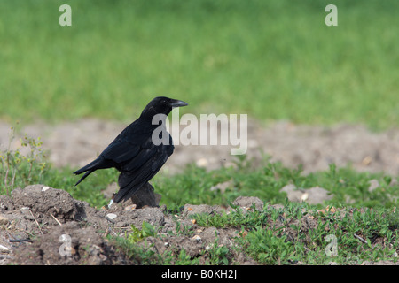 Corneille noire Corvus corone debout à Ashwell alerte Hertfordshire Banque D'Images