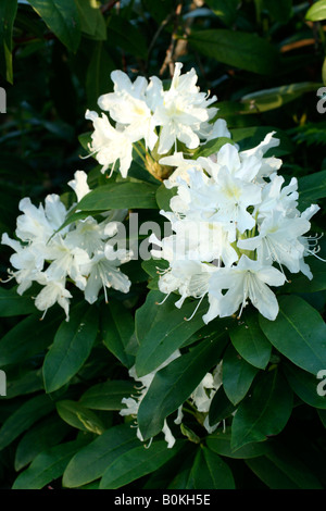 RHODODENDRON CUNNINGHAM S blanc Banque D'Images