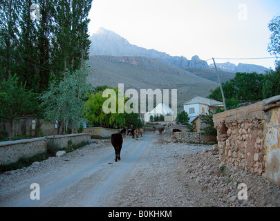 Le bétail marchant le long d'une rue du village très tôt le matin, Turquie Banque D'Images