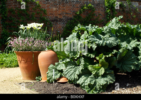 De plus en plus de rhubarbe dans un jardin de fleurs et de fruits murs à Osborne House East Cowes, île de Wight, Angleterre Banque D'Images