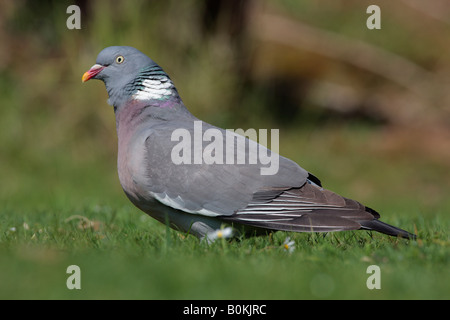 Pigeon ramier Columba palumbus debout à Potton alerte Bedfordshire Banque D'Images