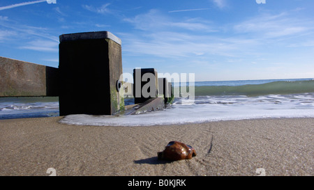Waterbreak, Shell et la mer sur la côte Banque D'Images