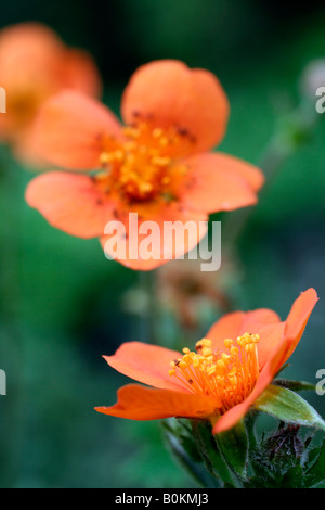 GEUM COCCINEUM COOKY Banque D'Images