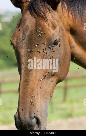 Vole sur un cheval, Oxfordshire England Royaume-Uni Banque D'Images