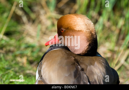 Rouge mâle crested Pochard (Netta rufina), London Wetland Centre, Barnes, Londres, Angleterre Banque D'Images