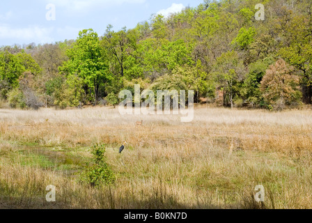 Sal forêts et prairies dans la Réserve de tigres de Bandhavgarh Banque D'Images