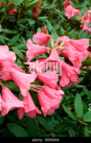 RHODODENDRON WINSOME AGM Banque D'Images