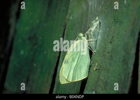 Grand Papillon Blanc du chou (Pieris brassicae) est sorti de la chrysalide. L'élargissement des ailes, encore mous. Banque D'Images